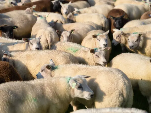 Sekumpulan Domba Domba Padang Rumput Pertanian Hewan Hewan Peternakan Produksi — Stok Foto