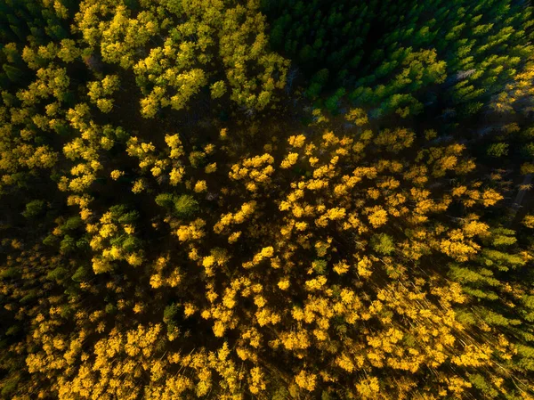 Pemandangan Udara Dari Hutan Jatuh Tekstur Pohon Jatuh Dari Drone — Stok Foto