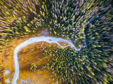 A drone view of the river in the woods. An aerial view of an autumn forest. Winding river among the trees. Turquoise mountain water. Landscape with soft light before sunset. 