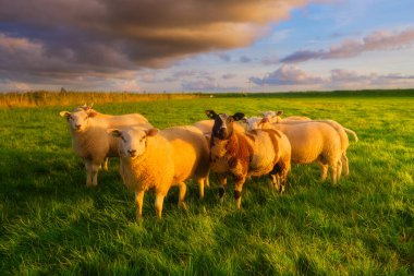 Parlak bir günbatımında çayırdaki koyunlar. Tarım. Çiftlikteki hayvanlar. Yiyecek üretimi. Duvar kağıdı ve arkaplan.