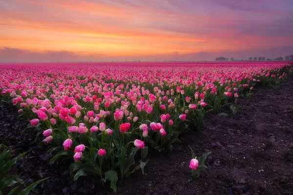 Champ Tulipes Coucher Soleil Brouillard Sur Terrain Paysage Avec Des — Photo