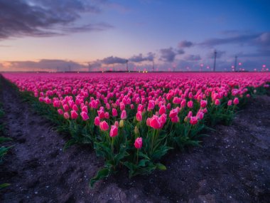 Gün batımında bir lale tarlası. Hollanda 'daki bir alanda rüzgar jeneratörü. Yeşil enerji üretimi. Gün batımında çiçeklerle birlikte manzara. Hollanda.