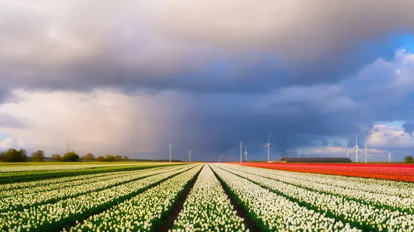 Field Tulips Storm Wind Generator Field Netherlands Green Energy Production — Stock Photo, Image