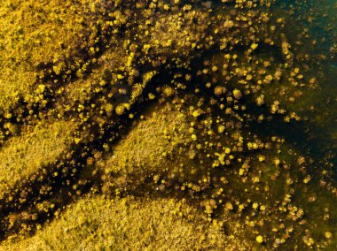 Bataklıktaki nehrin insansız hava aracı görüntüsü. İnsansız hava aracının hava görüntüsü. Çayırların arasında kıvrılan bir nehir. Gün batımından önce yumuşak ışıkla manzara. 