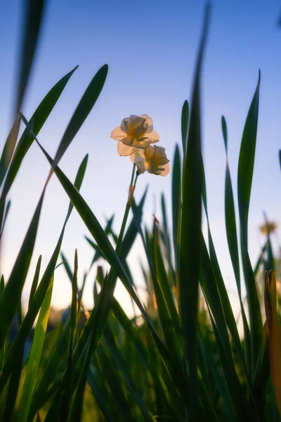 Silhouette of flowers and grass on the bright sky background. View from below. Blooming season.  Colors as background and wallpaper. A field of flowers. Blurred background.