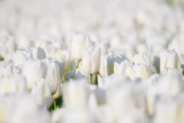 Witte Tulpen Achtergrond Bloemen Achtergrond Een Veld Met Rijen Tulpen — Stockfoto