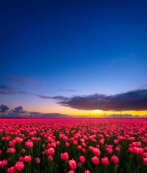 Netherlands. A field of tulips during sunset. Rows on the field. Landscape with flowers during sunset. Photo for wallpaper and background.