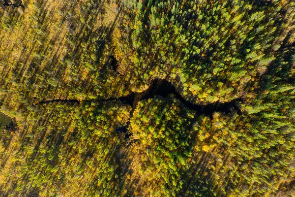 Uma Visão Drone Rio Floresta Uma Vista Aérea Uma Floresta Imagens De Bancos De Imagens