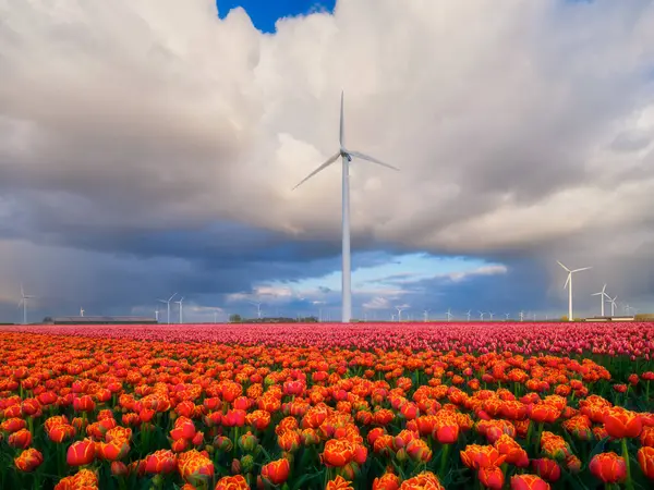 Bidang Tulip Selama Badai Belanda Sebuah Generator Angin Lapangan Belanda Stok Foto