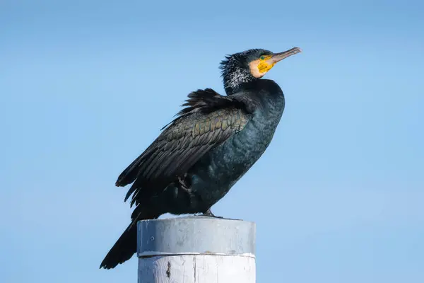 Stora Svarta Skarvar Fiskefågel Fåglar Naturen Flygande Fåglar Och Sjöfåglar — Stockfoto