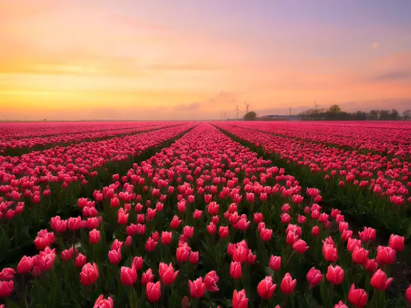 Belanda Bidang Tulip Saat Matahari Terbenam Baris Lapangan Lanskap Dengan — Stok Foto
