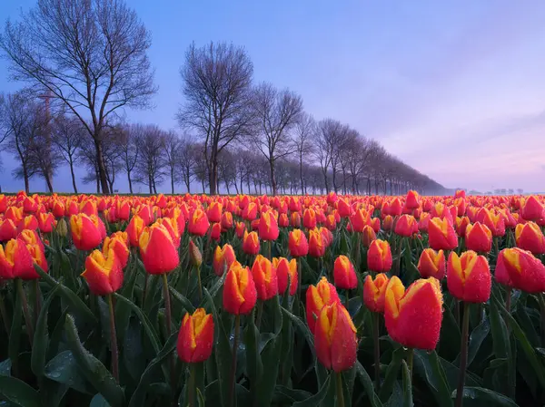 Bidang Tulip Saat Matahari Terbenam Belanda Kabut Atas Lapangan Lanskap — Stok Foto