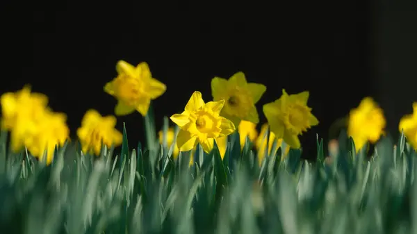 Daffodil Fundo Escuro Turvo Jogo Primeiras Flores Primavera Grama Fresca Fotos De Bancos De Imagens