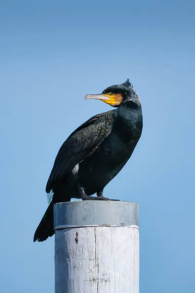 Große Schwarze Kormorane Angelvogel Vögel Freier Wildbahn Fliegende Und Wasservögel Stockbild