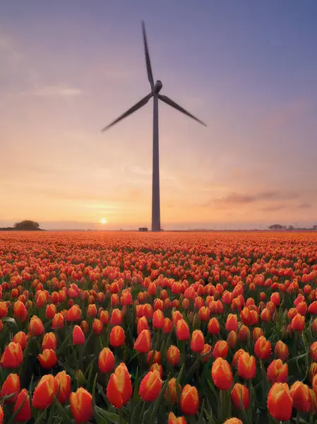 Bidang Tulip Saat Matahari Terbenam Sebuah Generator Angin Lapangan Belanda Stok Gambar Bebas Royalti