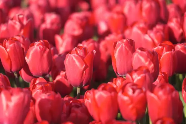 แดงเป นหล นหล งดอกไม สนามท แถวของดอกท นฤด กาลการเกษตรในประเทศเนเธอร แลนด — ภาพถ่ายสต็อก