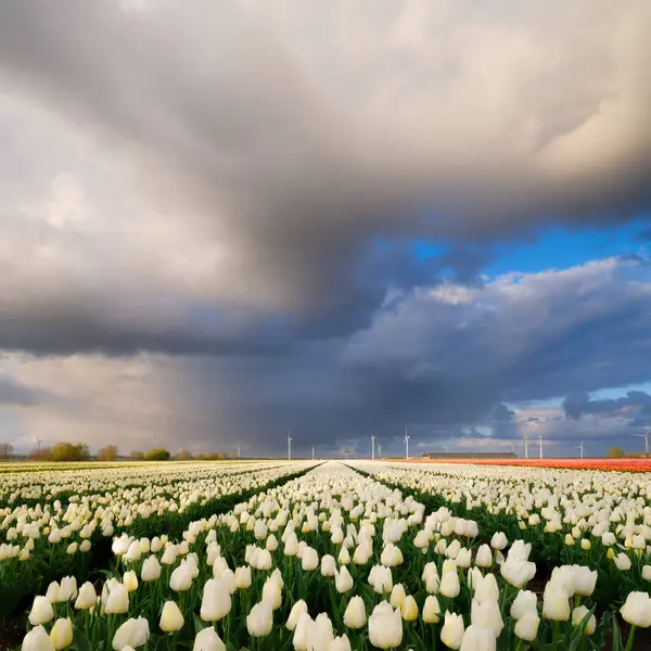 Ein Tulpenfeld Sturm Niederlande Landwirtschaft Holland Reihenweise Auf Dem Feld Stockbild