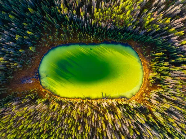 Uma Visão Drone Lago Floresta Uma Vista Aérea Floresta Vista Fotos De Bancos De Imagens Sem Royalties