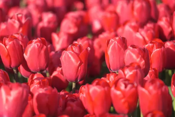 Rote Tulpen Als Hintergrund Floraler Hintergrund Ein Feld Mit Tulpenreihen lizenzfreie Stockbilder