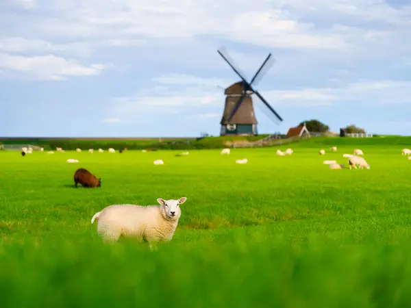 Moutons Dans Une Prairie Pendant Coucher Soleil Lumineux Paysage Avec Photo De Stock