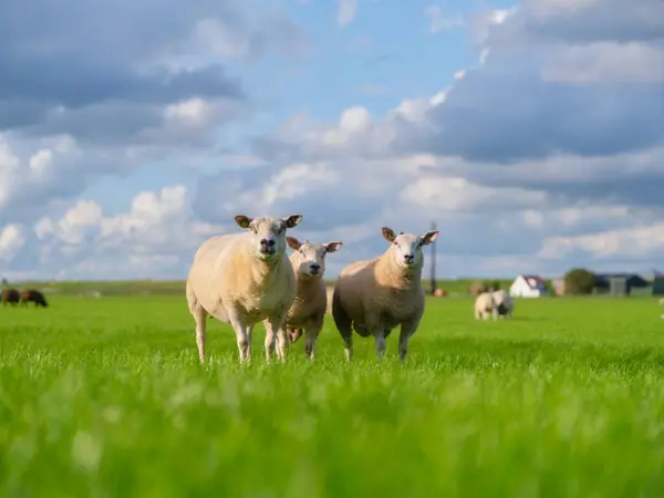 Ovelhas Prado Durante Pôr Sol Brilhante Agricultura Animais Quinta Produção Imagens Royalty-Free