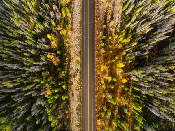 Drone View Road Middle Forest Straight Road Trees Woods Drone Stock Picture