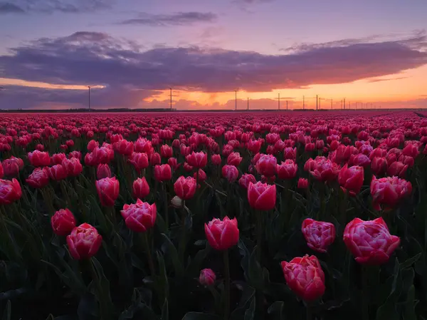 Netherlands Field Tulips Sunset Rows Field Landscape Flowers Sunset Photo Stock Photo