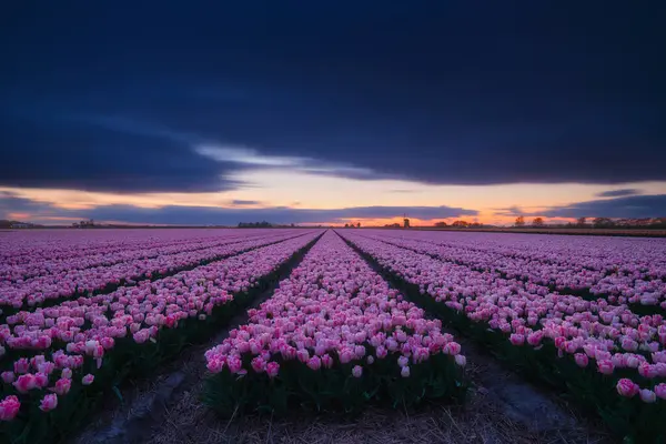 Belanda Bidang Tulip Saat Matahari Terbenam Baris Lapangan Pertanian Belanda — Stok Foto