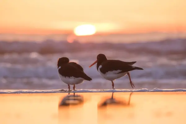 นกในป นกบนชายหาดตอนพระอาท ภาพสะท อนบนน นกบ นและสายพ นกน ปภาพส าหร บวอลล — ภาพถ่ายสต็อก