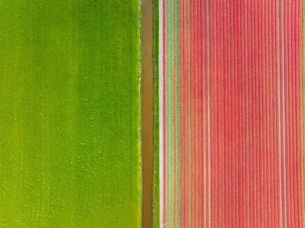チューリップ畑のドローンビュー オランダの空気からの風景 フィールド上の行 上からの眺め 農業と成長する植物 自然背景 ロイヤリティフリーのストック写真