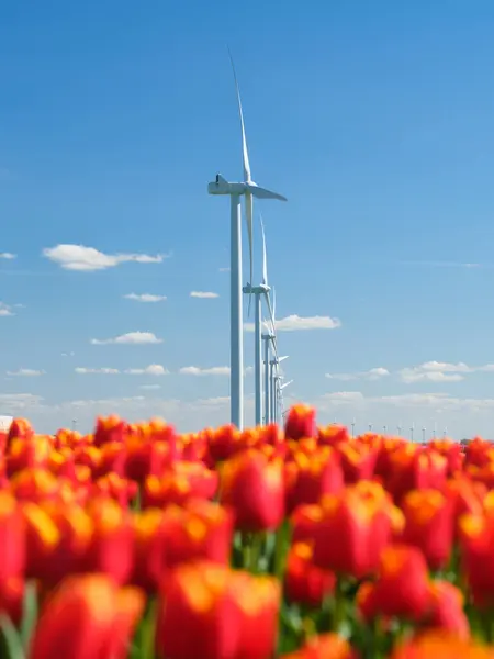 튤립과 터빈이있는 네덜란드의 필드에 발전기 에너지 낮에는 로열티 프리 스톡 이미지