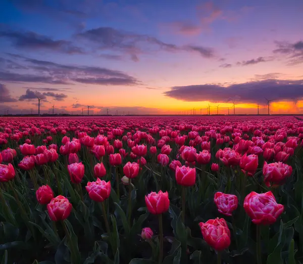 Países Bajos Campo Tulipanes Atardecer Filas Campo Paisaje Con Flores Imagen De Stock