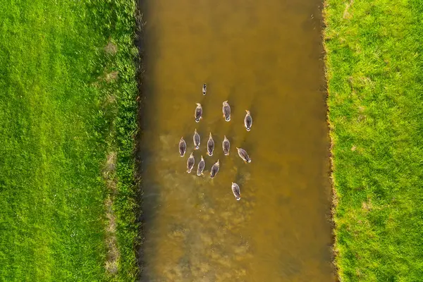 Patos Selva Pássaros Rio Durante Pôr Sol Patos Estão Nadar Imagem De Stock