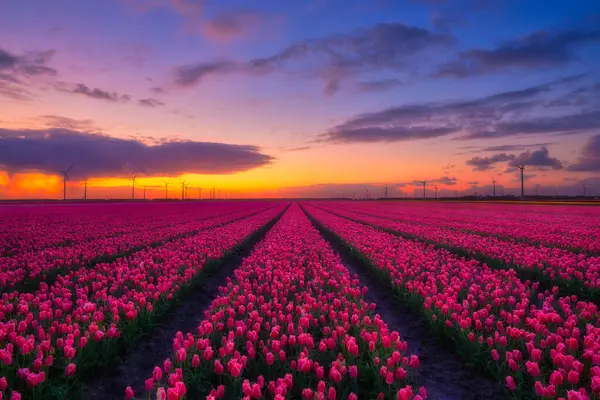 Egy Mezőt Tulipánokkal Naplementekor Sorok Pályán Tájkép Virágokkal Naplementekor Fénykép Stock Kép