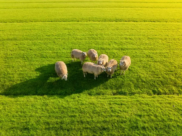 Widok Powietrza Owce Rolnictwo Hodowla Zwierząt Zwierzęta Pastwisku Podczas Zachodu Zdjęcie Stockowe