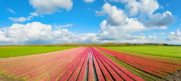 Aerial View Field Tulips Rows Field Agriculture Cultivation Flowers Netherlands Стокове Зображення