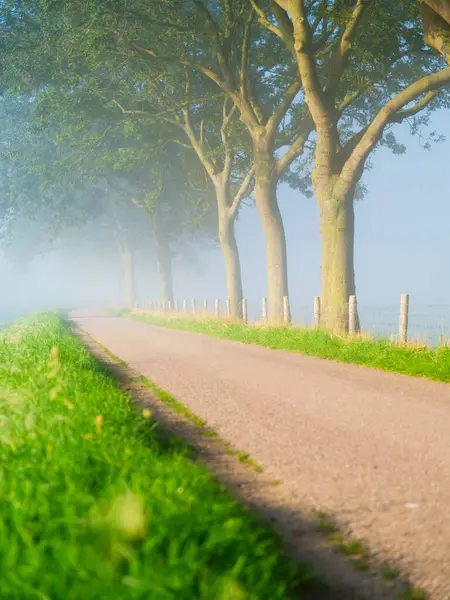 Туман Ранкові Години Дерева Стежка Прогулянок Природний Ландшафт Високі Дерева Стокове Зображення