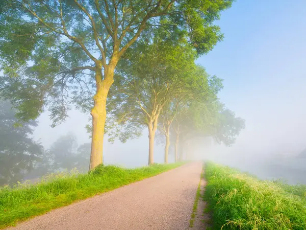 Nebel Den Morgenstunden Bäume Und Wege Zum Wandern Naturlandschaft Hohe Stockfoto