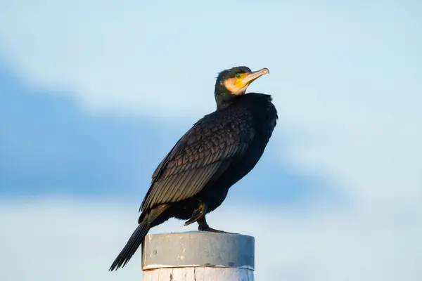 Große Schwarze Kormorane Angelvogel Vögel Freier Wildbahn Fliegende Und Wasservögel Stockfoto