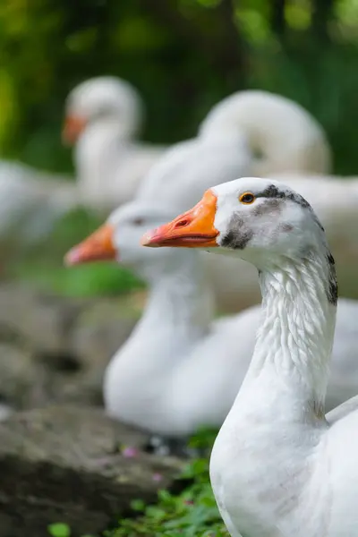 Porträt Einer Ente Nutzvögel Unscharfer Hintergrund Tierwelt Landwirtschaft Foto Für lizenzfreie Stockfotos