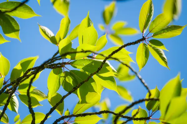 Ветка Дерева Листьями Голубым Солнечным Небом Летний Фон Синих Зеленых Стоковое Фото