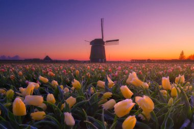 Hollanda 'da yel değirmeni ve çiçekler. Çiçek açarken lalelerle dolu bir tarla. Kartpostallar için resim, arkaplan, tasarım. Gün batımında manzara.