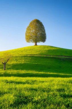 Doğa. Çayırın üzerinde yumuşak güneş ışığı. Tepenin tepesinde bir ağaç. Tarlada taze ve yemyeşil çimenler. Gündüz vakti bir doğa sahnesi. Sıcak yaz. 