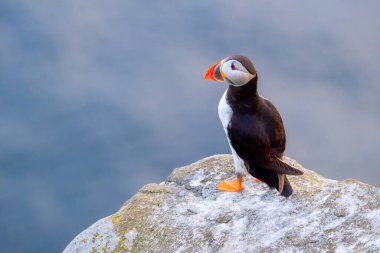 Buzlu martı. İskandinav ülkelerinde yaşayan kuşlar. Balıkçı kuş. Doğadaki kuşlar. Uçan ve su kuşu türleri. Duvar kağıdı veya arkaplan için fotoğraf.