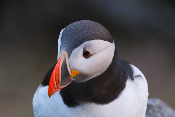 Puffin Portrait Birds Living Scandinavian Countries Fishing Bird Birds Wild Stock Photo