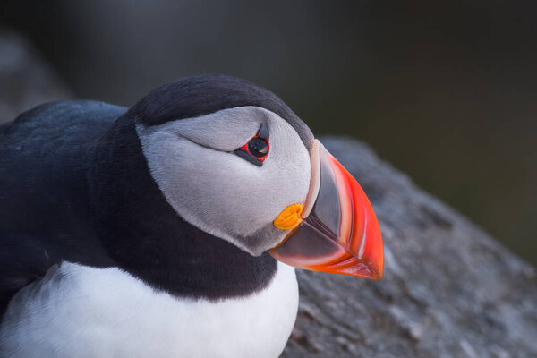 Puffin Portrait Birds Living Scandinavian Countries Fishing Bird Birds Wild Royalty Free Stock Photos
