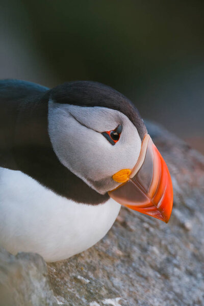 Puffin Portrait Birds Living Scandinavian Countries Fishing Bird Birds Wild Stock Picture