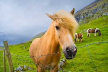 Otlaktaki İskoçya atları. Faroe Adaları, Danimarka. Tarla ve hayvan manzarası. Seyahat için manzaralı bir yer. Fotoğraf: arkaplan, duvar kağıdı, kartpostallar.