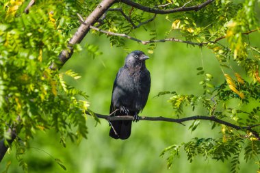 Batı kargası. Daldaki bir kuş. Arka plan bulanık. Vahşi doğadaki hayvanlar. Duvar kağıdı veya arkaplan için fotoğraf.