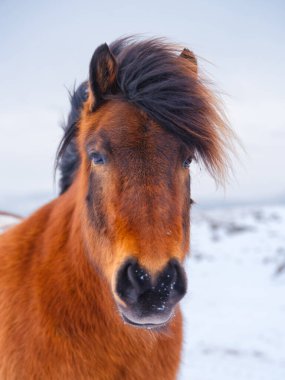 İzlanda 'da at. İzlanda 'da Westfjord' daki at. Kış zamanı. Vahşi hayvanlarla kompozisyon. Seyahat resmi